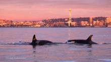 An orca seen in Elliot Bay with a sailboat and a large container ship in the frame. Seattle, 2020