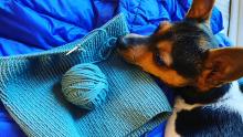 Cheryl's knitting and dog