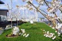 Cherry blossoms at Shilshole Bay Marina