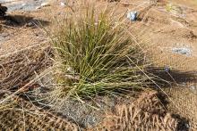 Beach grass planting at the Duwamish River People's Park