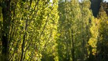 Poplar trees in the sunlight at Jack Block Park, Seattle. Oct. 2018