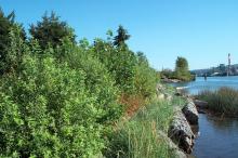 Image of restored shoreline on the Duwamish River maintained through the habitat restoration program