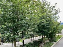 Urban trees in downtown Seattle