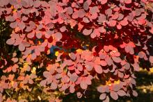 Close up of red, orange, and yellow foliage
