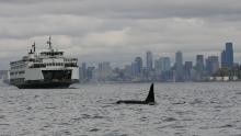 Orca with Washington State Ferry and Seattle skyline backdrop