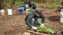 Man squating in the woods to plant a tree