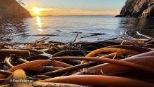 Kelp bed on the shores of a Puget Sound inlet with yellow sunset on the horizon