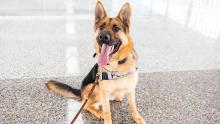 Mando, Port canine officer who is a brown german shepard