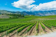 Wine vineyard near Lake Chelan with blue skies overhead 