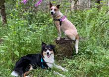 Birdy and Willa dogs belonging to Anna