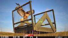 Red-tailed Hawk and Swedish Goshawk Trap