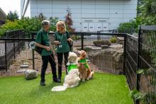 Pets and owners at the relief area with green grass and black fencing outside the terminal on a sunny day