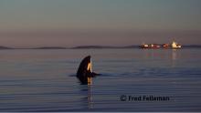 A killer whale with a container ship behind it