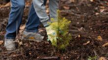 Close up image of hand planting a tree